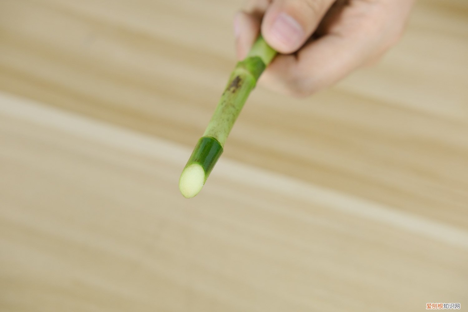 富贵竹买来要切掉根吗 新买的富贵竹要切口吗，切口不生根怎么办