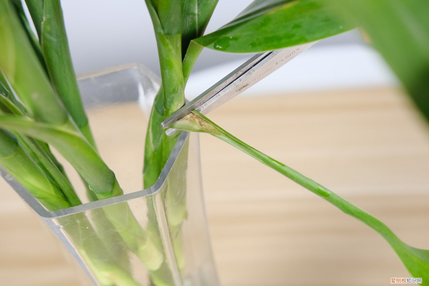 富贵竹养多了好吗 为什么富贵竹总养不活，长太高存活率低吗