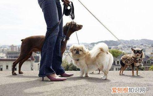 关于小区养宠物的通知，今年我市又将有两部地方性法规出台！养宠物的注意啦！