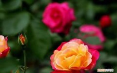 冬季正在开花的月季怎么养护，月季花入冬后室内怎样养护