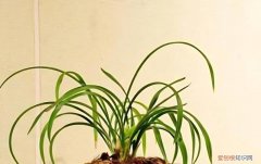 兰花叶片有哪些类别，如何区分，叶片很长的兰花是哪种