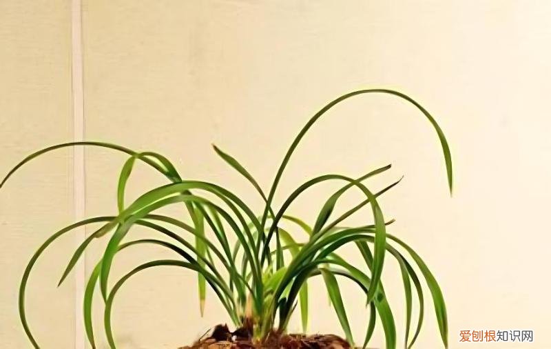 兰花叶片有哪些类别，如何区分，叶片很长的兰花是哪种