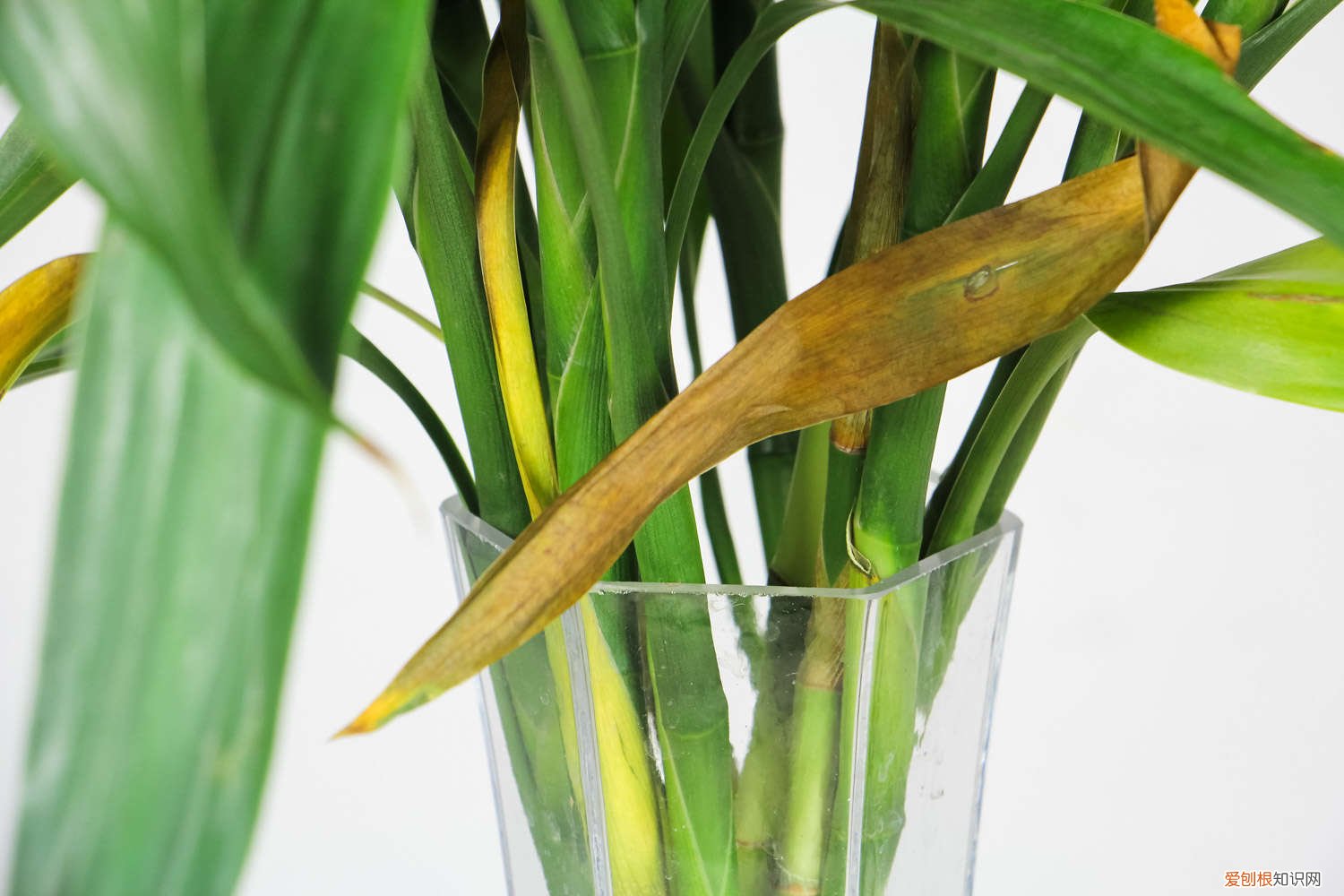 水培富贵竹的水臭了怎么办 水培富贵竹烂根怎么办，水臭怎么办