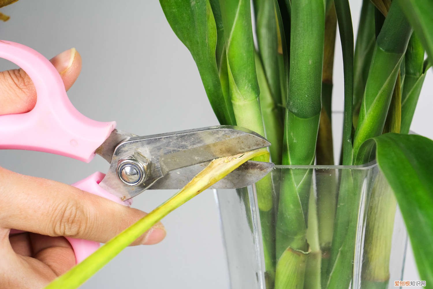 水培富贵竹的水臭了怎么办 水培富贵竹烂根怎么办，水臭怎么办