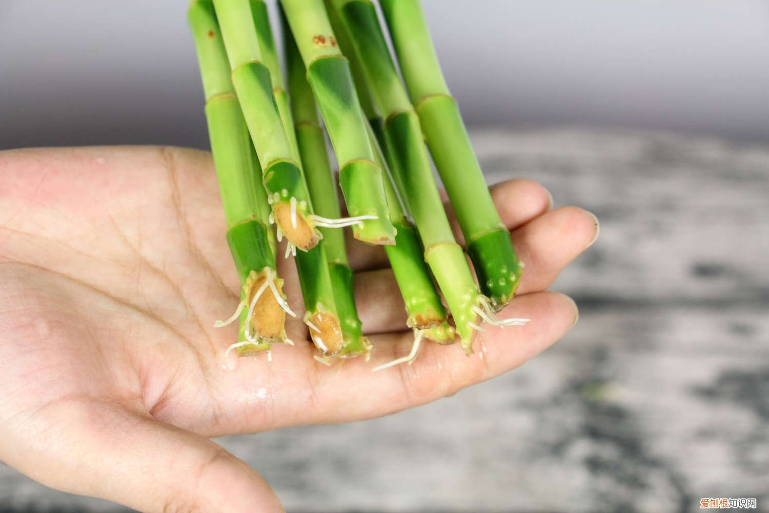 养富贵竹瓶里放多少水合适 什么瓶子可以养富贵竹，瓶子要装多少水