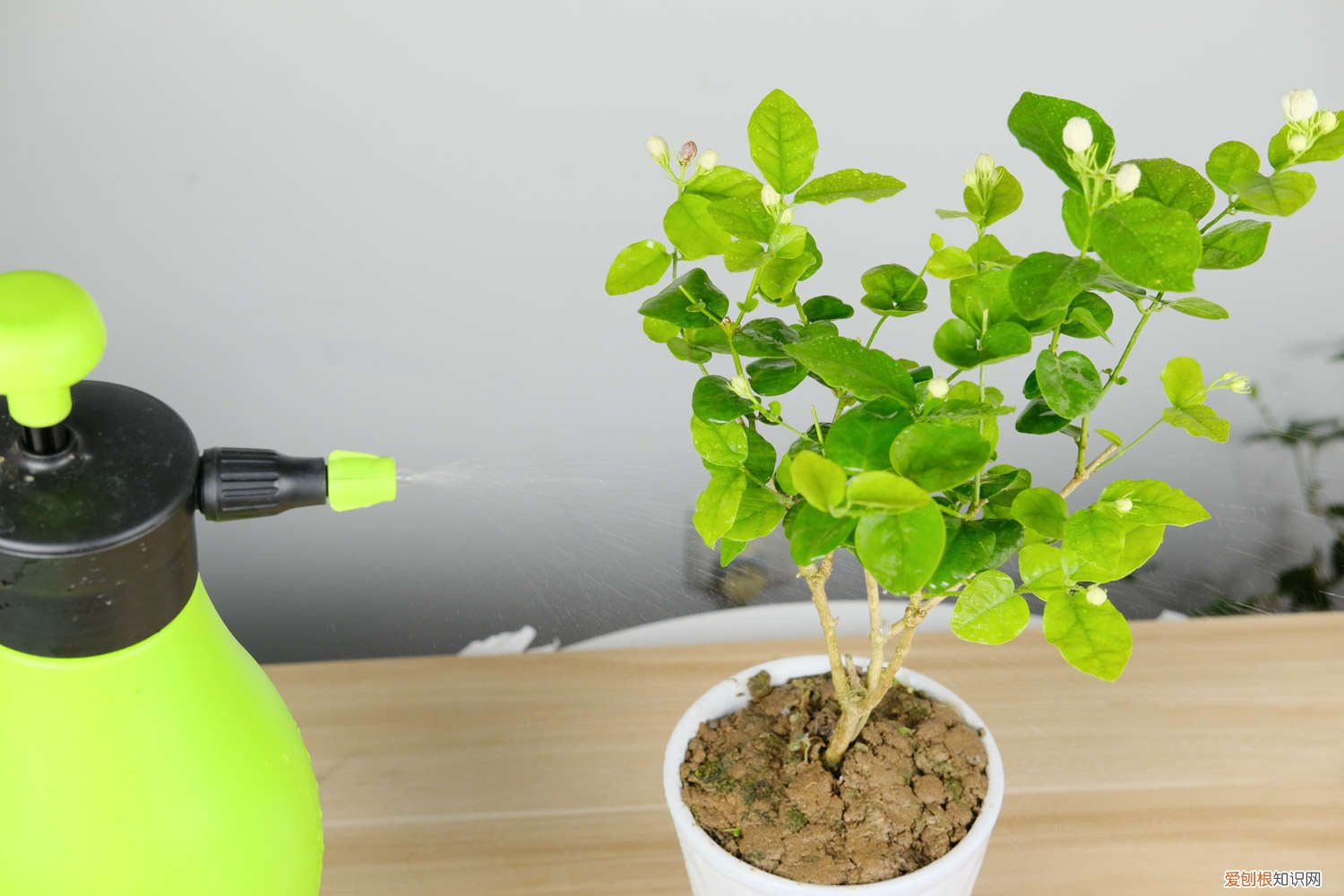 冬天如何修剪茉莉 方法和时间 茉莉冬天怎么修剪