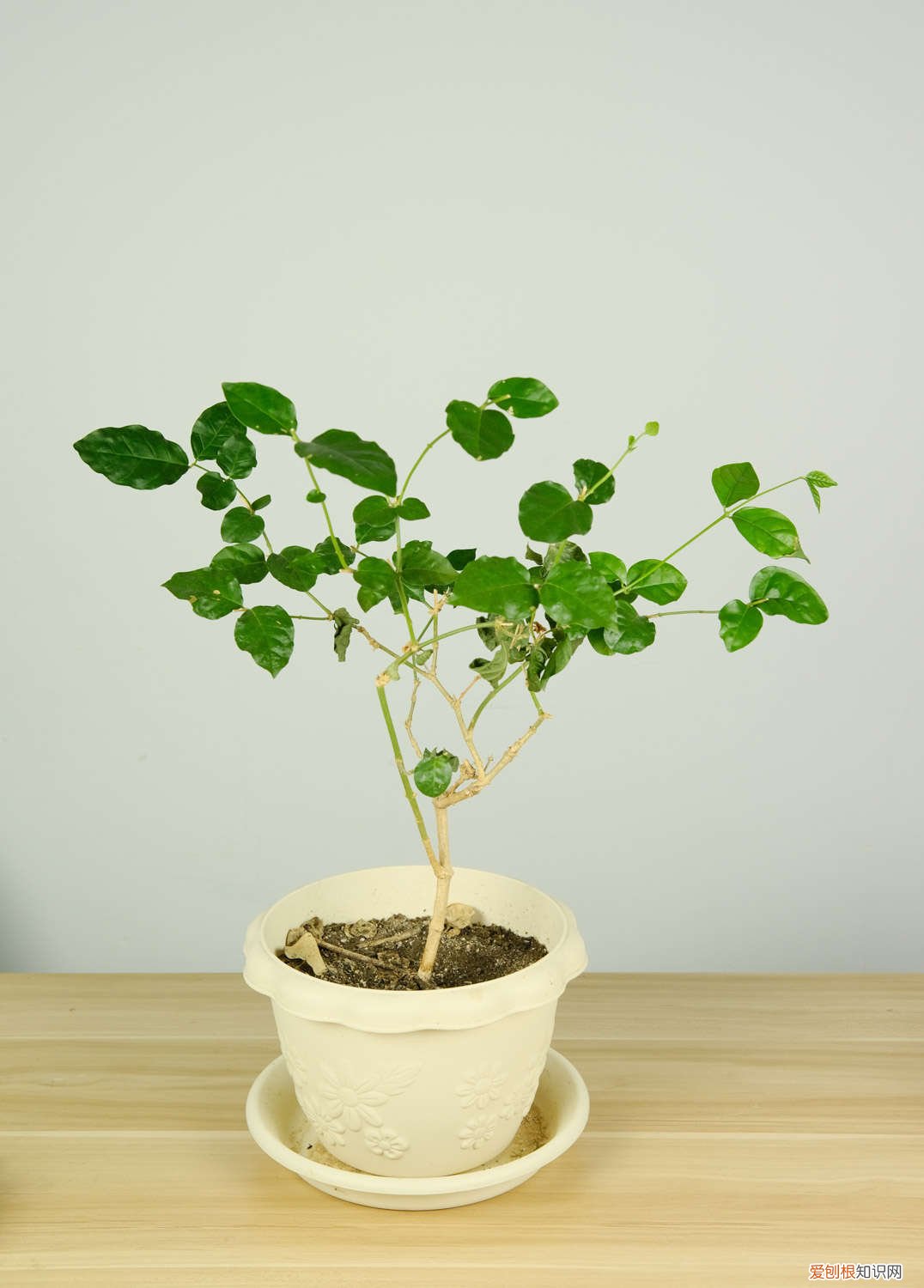 冬天如何修剪茉莉 方法和时间 茉莉冬天怎么修剪