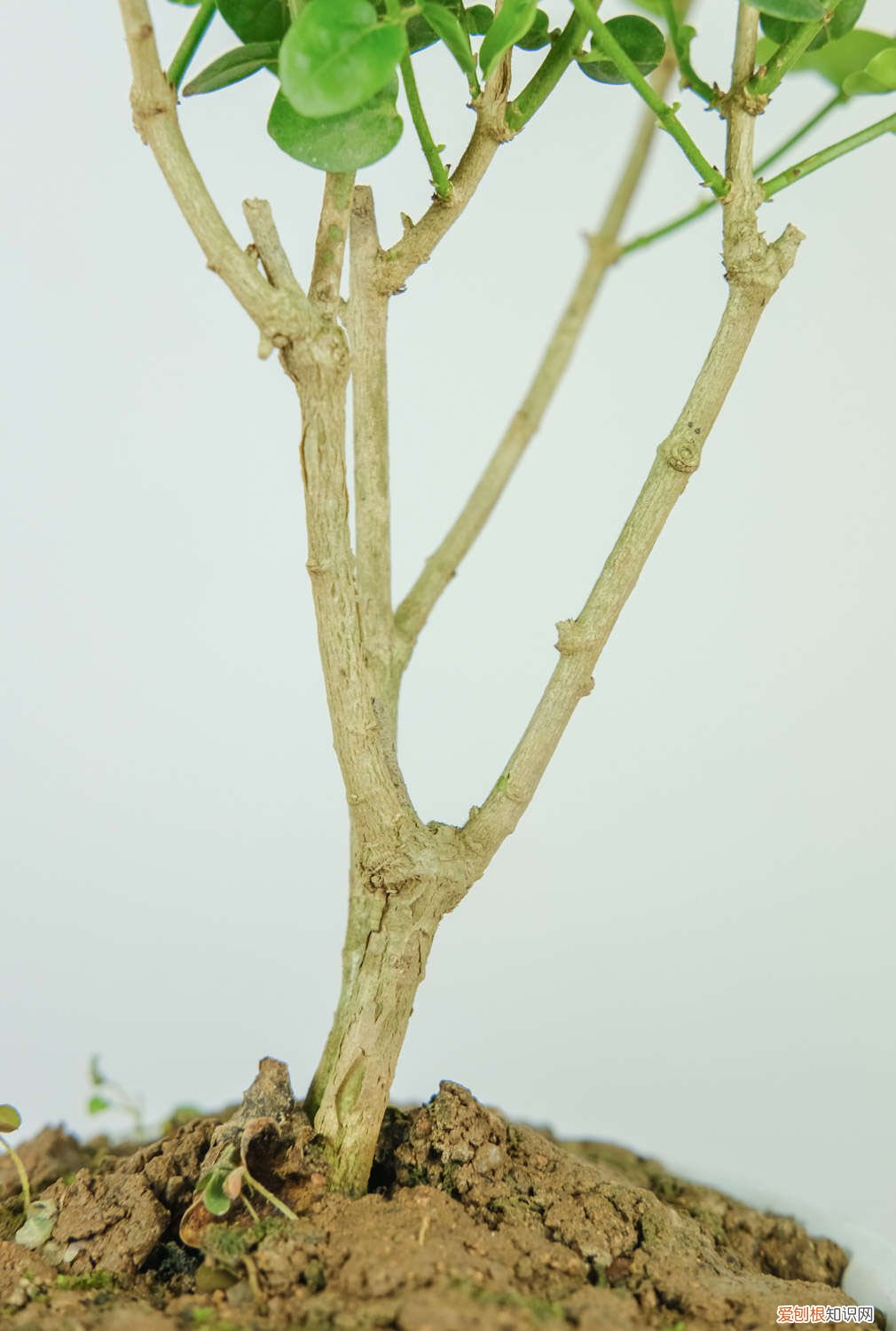 冬天如何修剪茉莉 方法和时间 茉莉冬天怎么修剪