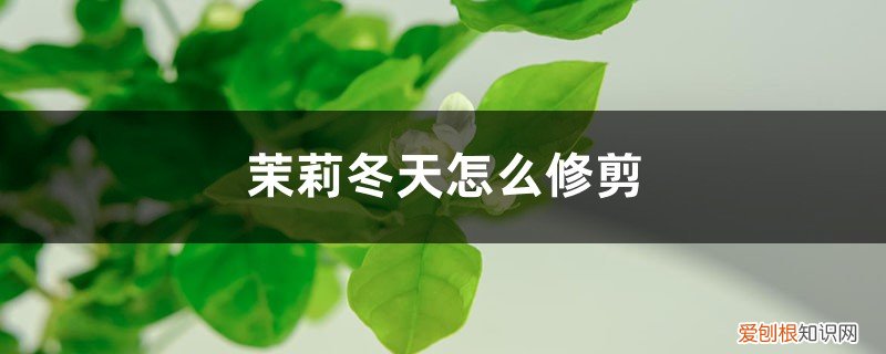 冬天如何修剪茉莉 方法和时间 茉莉冬天怎么修剪