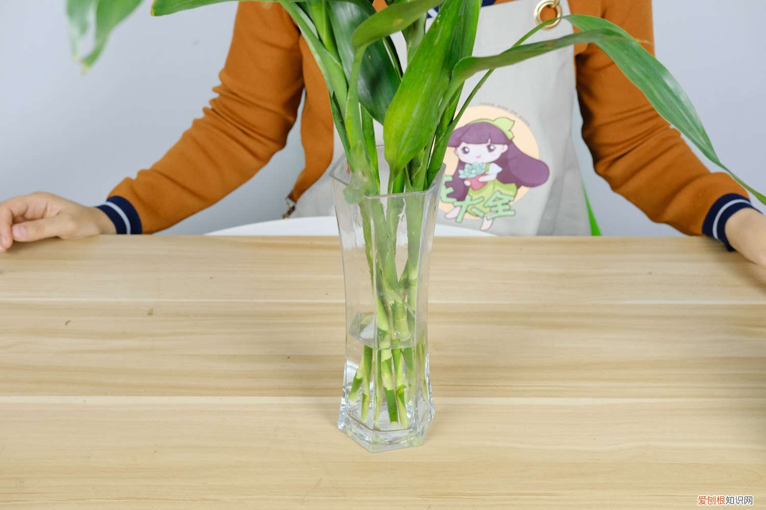 盆栽富贵竹怎么水养才旺盛 富贵竹怎么水养才开花，怎么样才能更旺盛