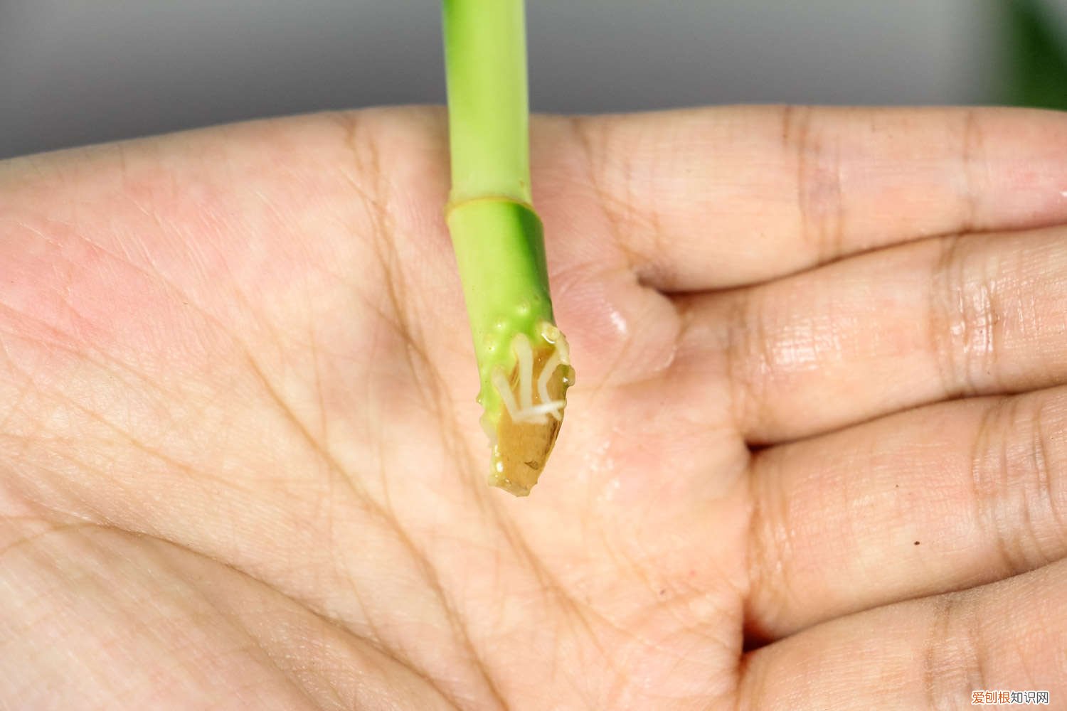 富贵竹会开花吗?富贵竹怎么养才会开花? 富贵竹怎么养才会开花，开花什么预兆