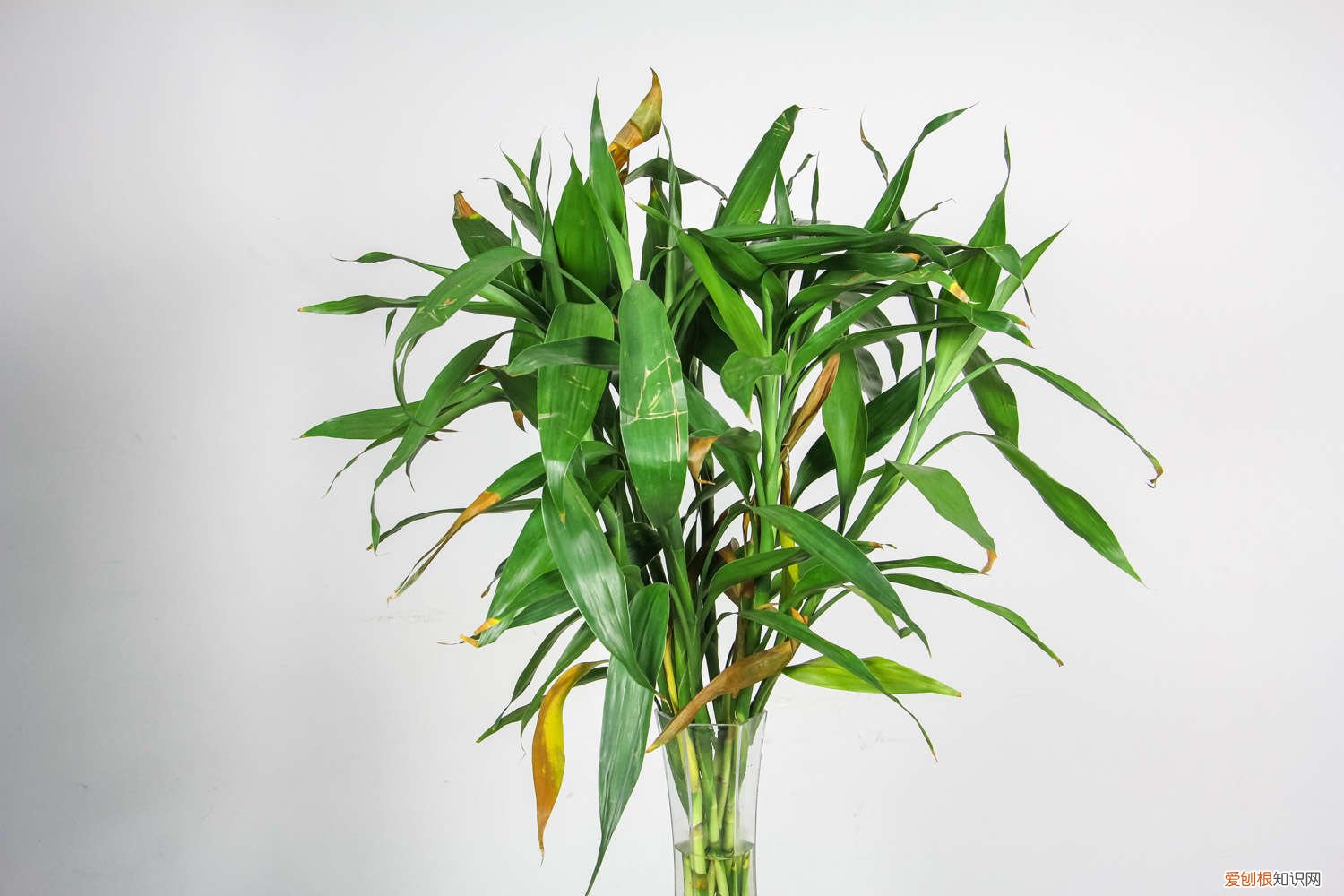 富贵竹切口怎么处理 富贵竹怎么剪切口,切口有什么要求