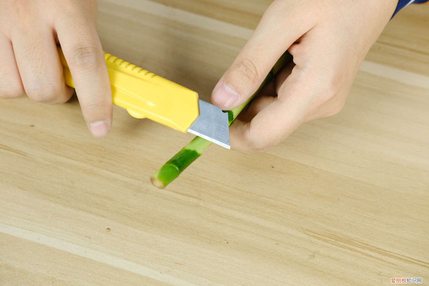 富贵竹养几年能开花 富贵竹养多久会开花,怎么养才能开花