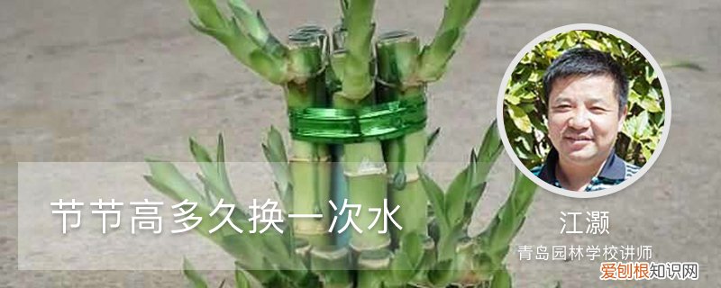 节节高一次浇多少水 节节高多久换一次水,如何修剪叶子