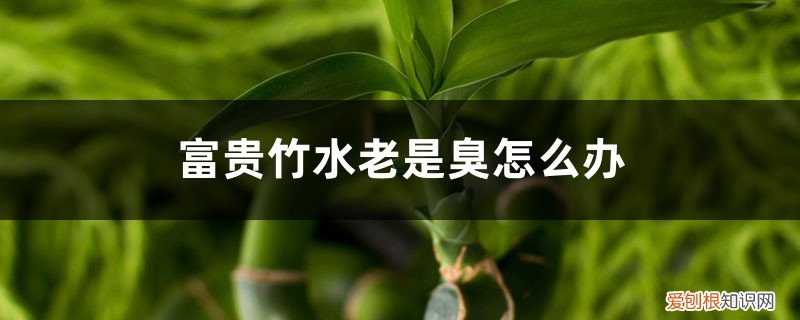 富贵竹水发臭是怎么回事,怎么办? 富贵竹水老是臭怎么办，用多菌灵消毒可以吗