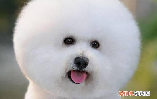 狗狗吃什么好 狗狗吃什么