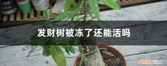 发财树被冻了还能活吗,树干烂了还能活吗图片 发财树被冻了还能活吗，树干烂了还能活吗