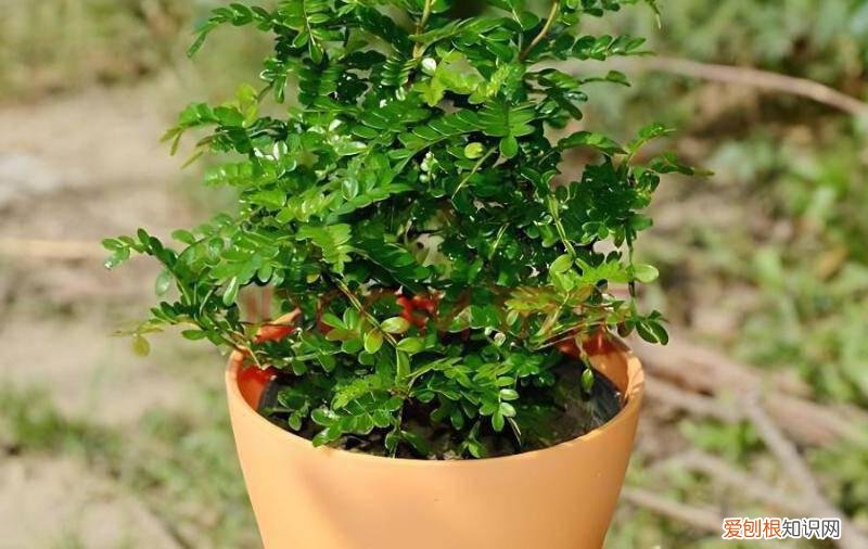 金丝楠盆景叶子干枯还有救吗？，金丝楠盆景掉叶子怎么回事