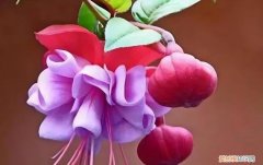 盆栽的倒挂金钟干焉了还有救回来的可能吗？，倒挂金钟干叶怎么回事