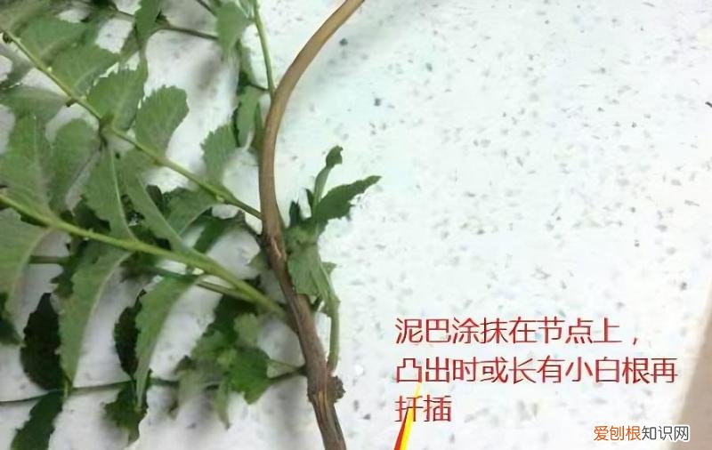 凌霄花有哪些繁殖方法，凌霄花有哪些繁殖方法和技术