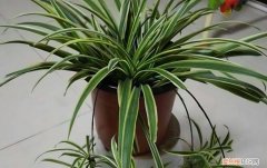 吊兰老是干尖而且是大面积的是水大了还是肥害，吊兰为什么老干尖