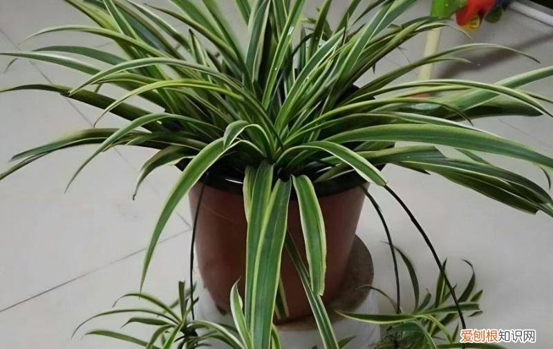 吊兰老是干尖而且是大面积的是水大了还是肥害，吊兰为什么老干尖