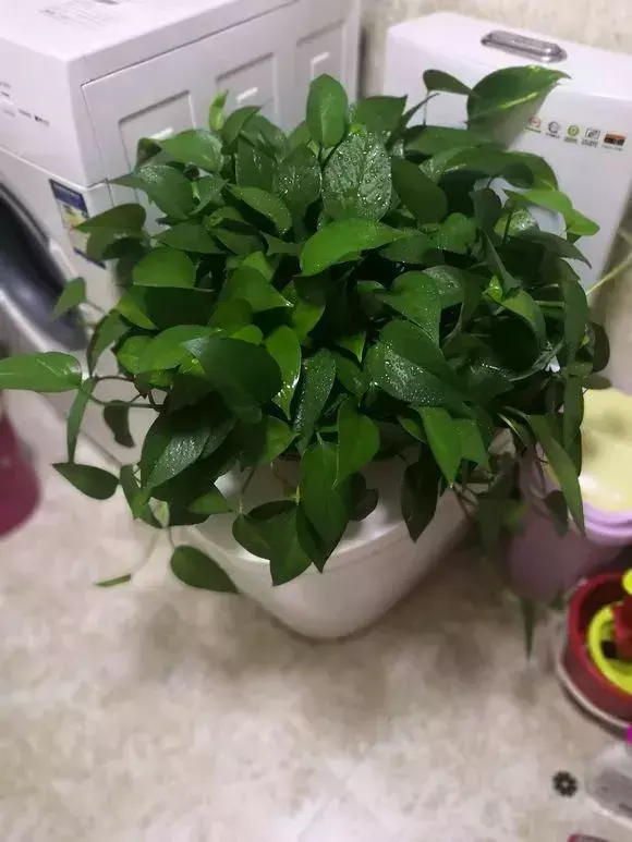 化肥能给花施肥吗，养花施肥，“4大误区”别犯错，否则适得其反，花儿反而遭殃！