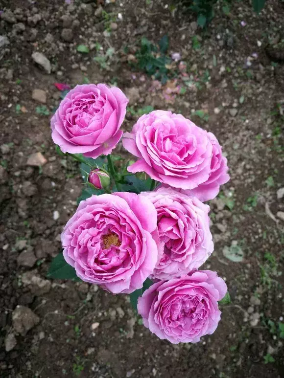 化肥能给花施肥吗，养花施肥，“4大误区”别犯错，否则适得其反，花儿反而遭殃！