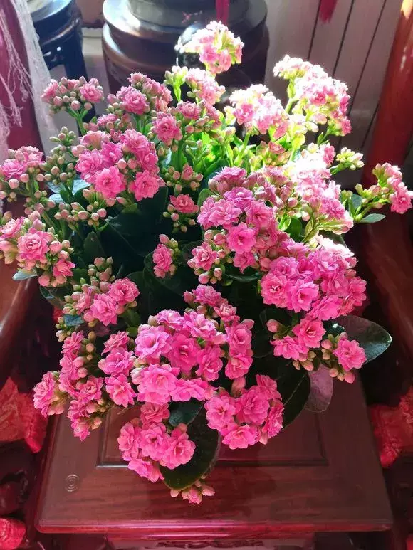 化肥能给花施肥吗，养花施肥，“4大误区”别犯错，否则适得其反，花儿反而遭殃！