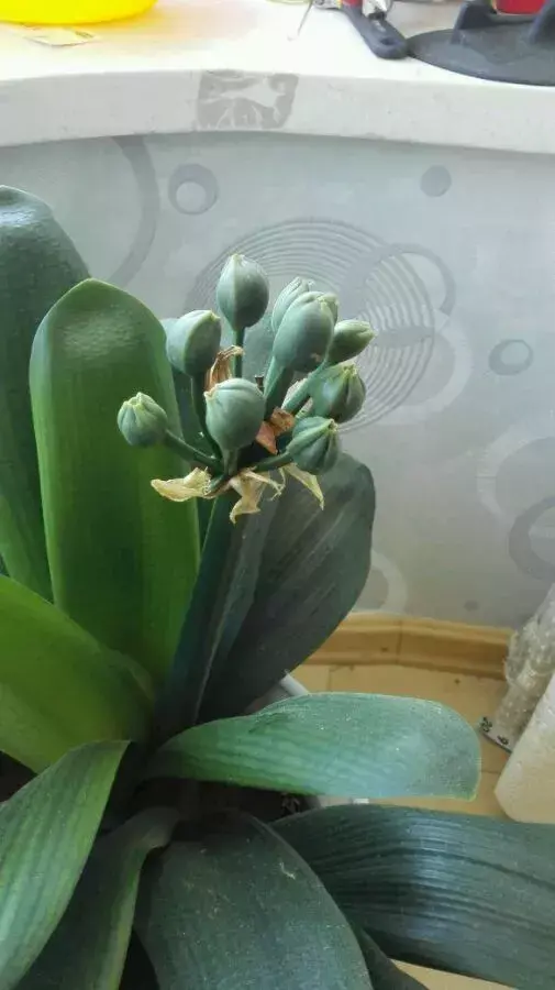 化肥能给花施肥吗，养花施肥，“4大误区”别犯错，否则适得其反，花儿反而遭殃！