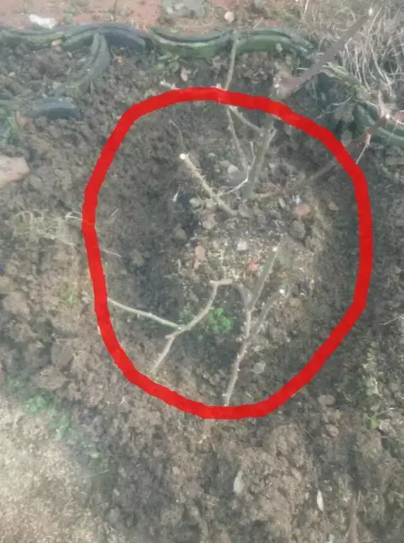 化肥能给花施肥吗，养花施肥，“4大误区”别犯错，否则适得其反，花儿反而遭殃！