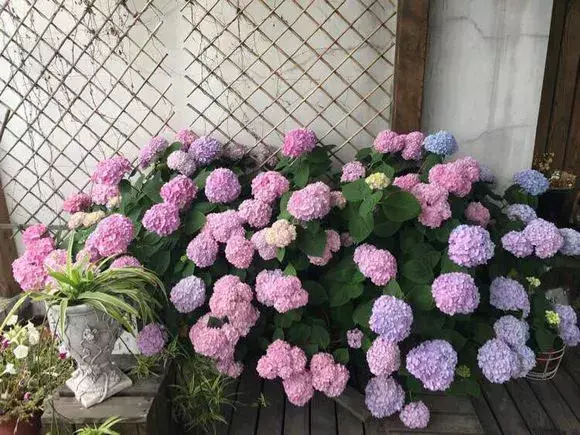 化肥能给花施肥吗，养花施肥，“4大误区”别犯错，否则适得其反，花儿反而遭殃！