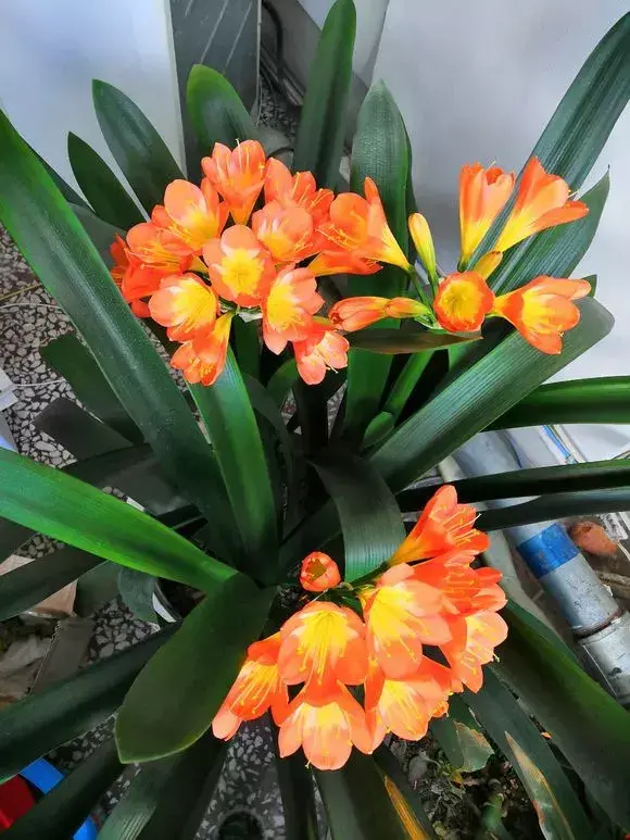 化肥能给花施肥吗，养花施肥，“4大误区”别犯错，否则适得其反，花儿反而遭殃！