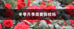 月季冬天什么时间剪枝 时间和方法 冬季月季需要剪枝吗