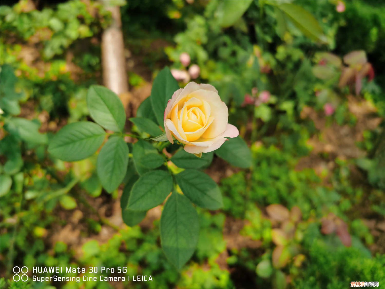 月季冬天什么时间剪枝 时间和方法 冬季月季需要剪枝吗