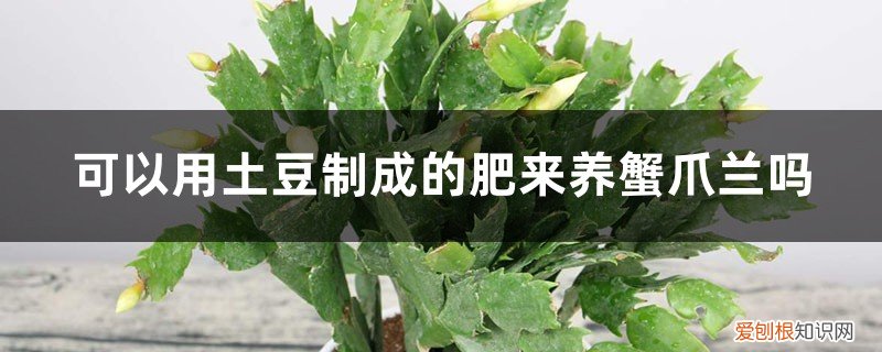 蟹爪兰的土质 “蟹爪兰”冬日不生长，土里藏点泥，花朵满盆让人爱！