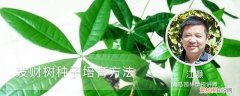 发财树怎么培植怎样找发财树的种子 发财树种子培育方法，怎么种植