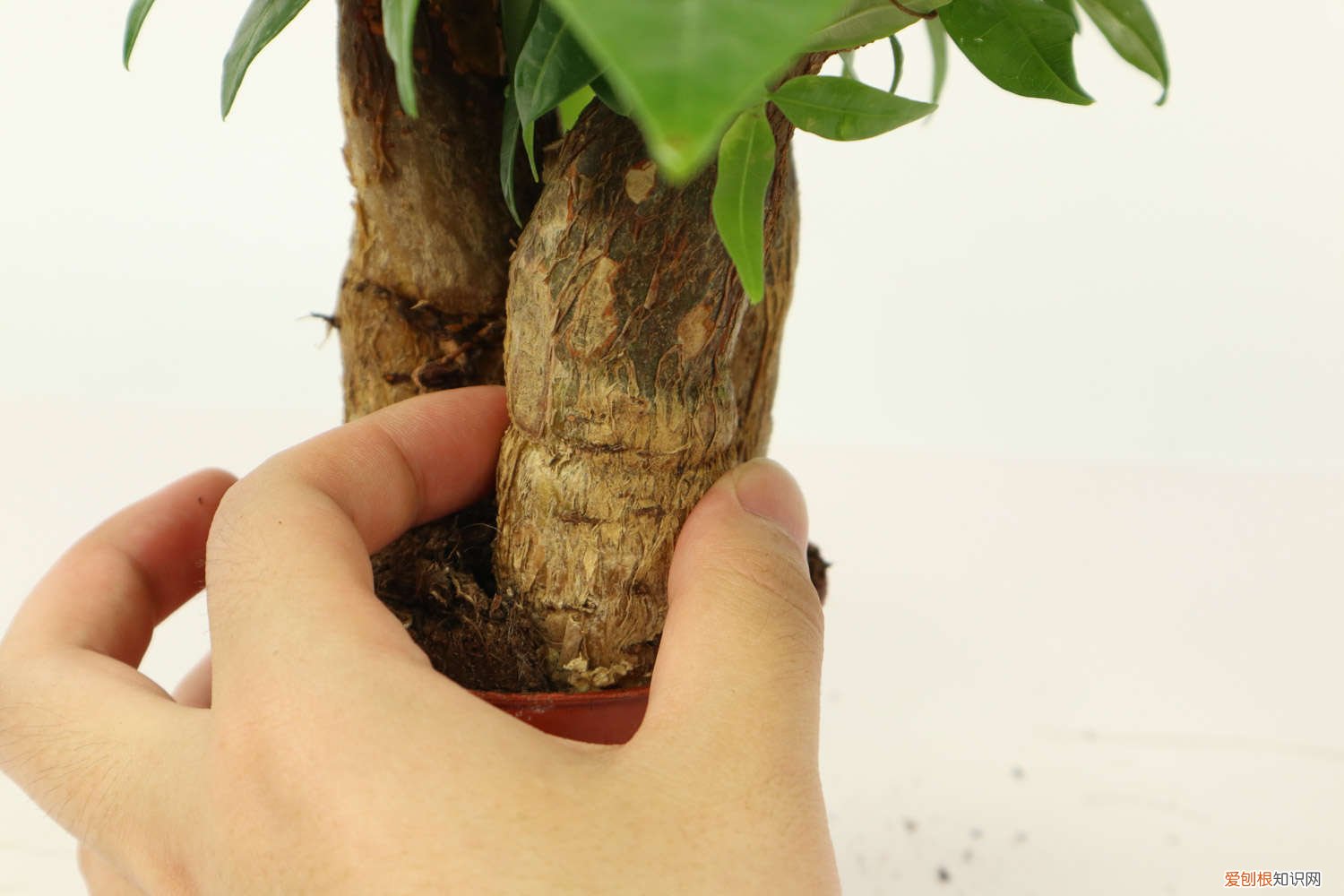 零下六度能浇发财树吗,冬季浇水注意事项 零下六度能浇发财树吗,冬季浇水注意事项