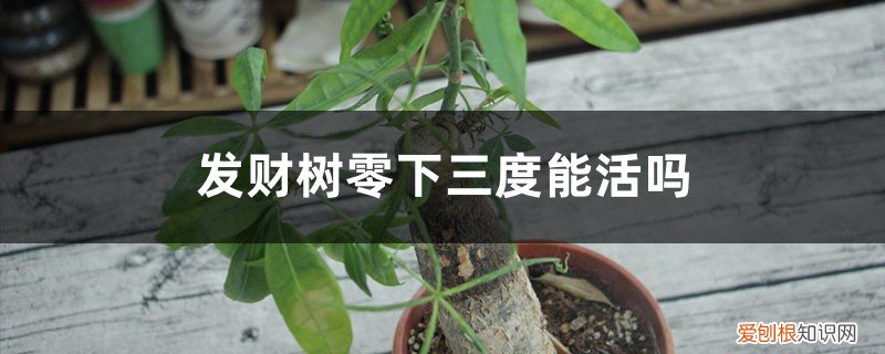 发财树零下多少度能存活 附冬季养护办法 发财树零下三度能活吗，多少度会冻死