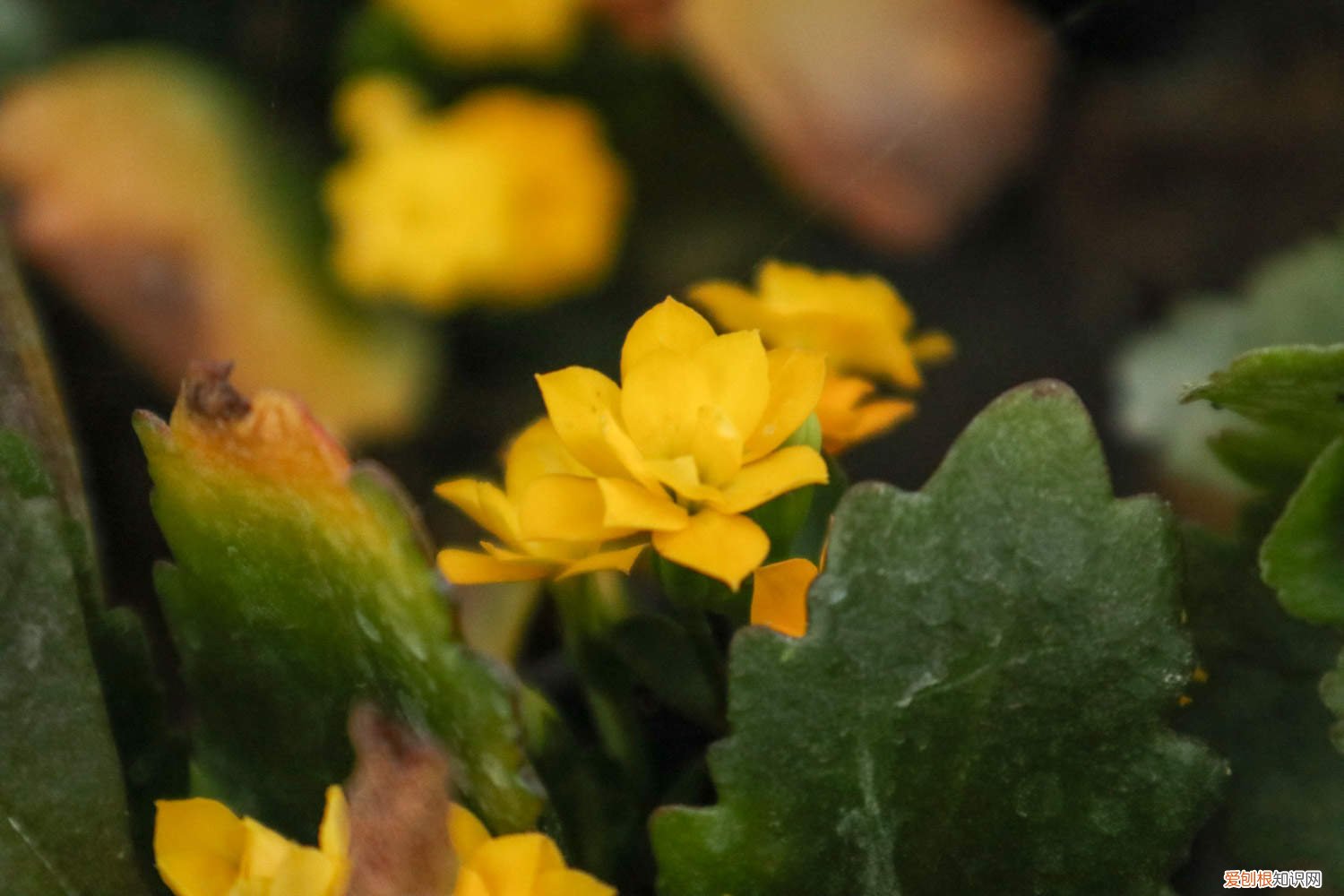 “长寿花”开花茂盛可不难，学会3个“不要”，深冬也能花满枝！