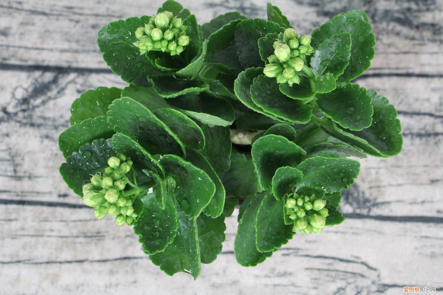 “长寿花”开花茂盛可不难，学会3个“不要”，深冬也能花满枝！