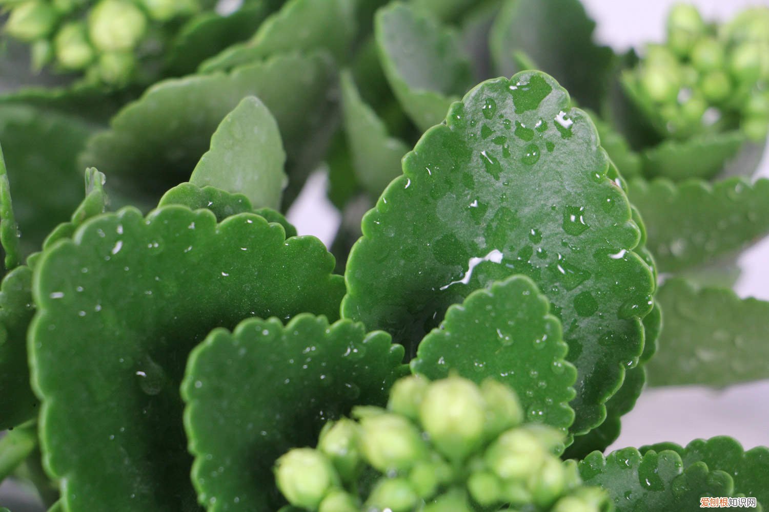 “长寿花”开花茂盛可不难，学会3个“不要”，深冬也能花满枝！