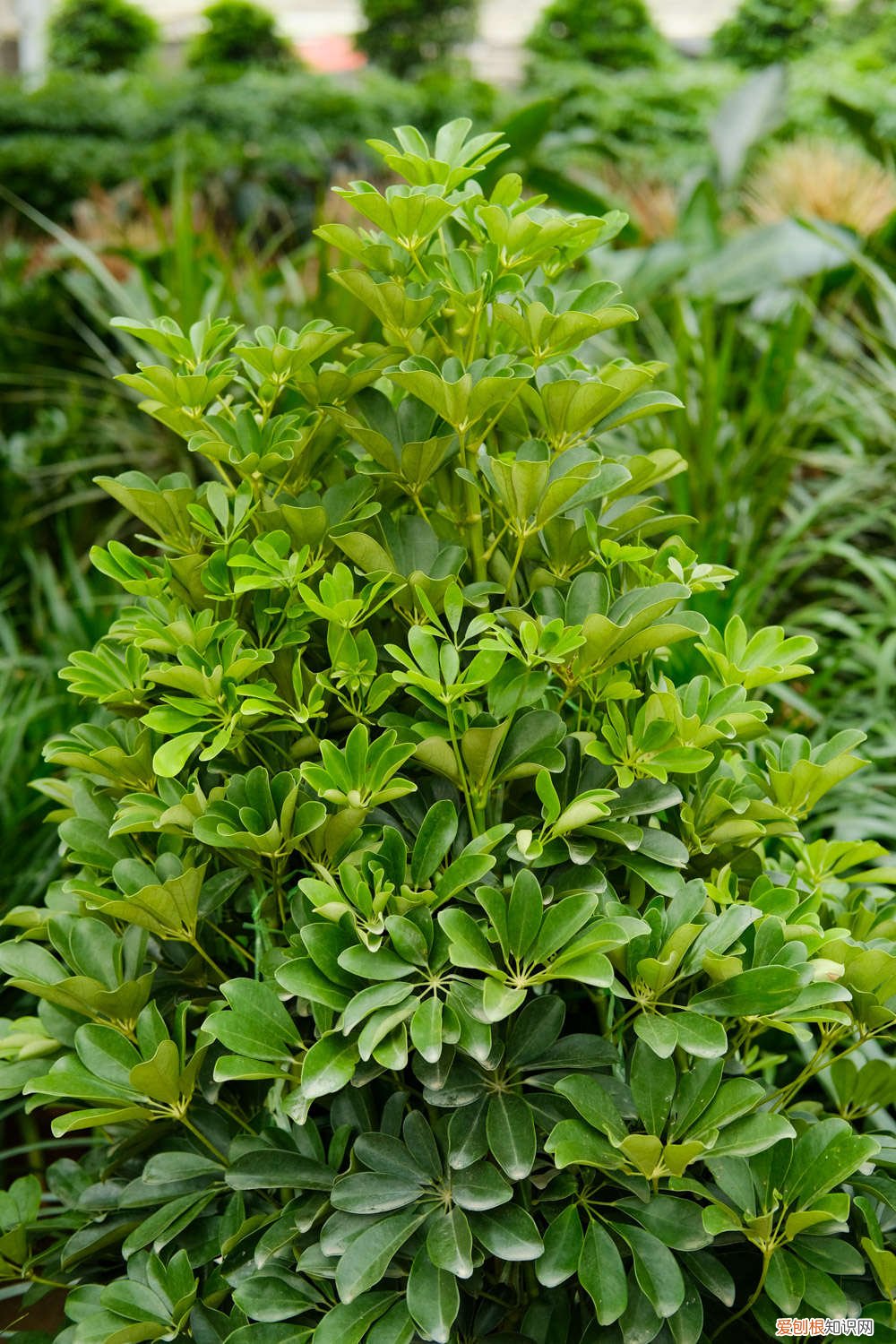 鸭掌木用多大的花盆栽 这种“鸭掌木”，养花新手也能养，一年能长1米高！