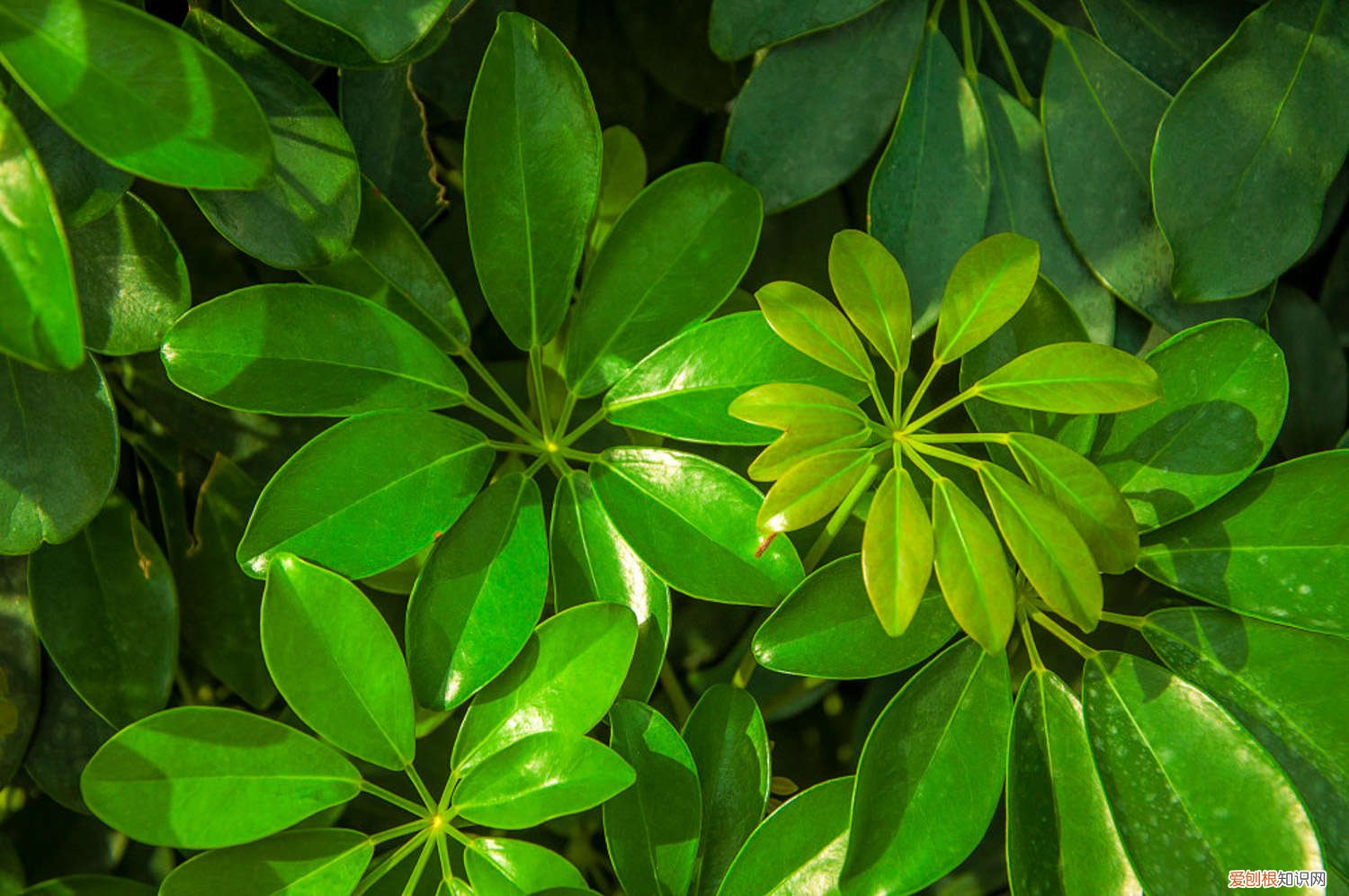 鸭掌木用多大的花盆栽 这种“鸭掌木”，养花新手也能养，一年能长1米高！