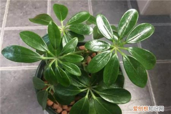 鸭掌木用多大的花盆栽 这种“鸭掌木”，养花新手也能养，一年能长1米高！