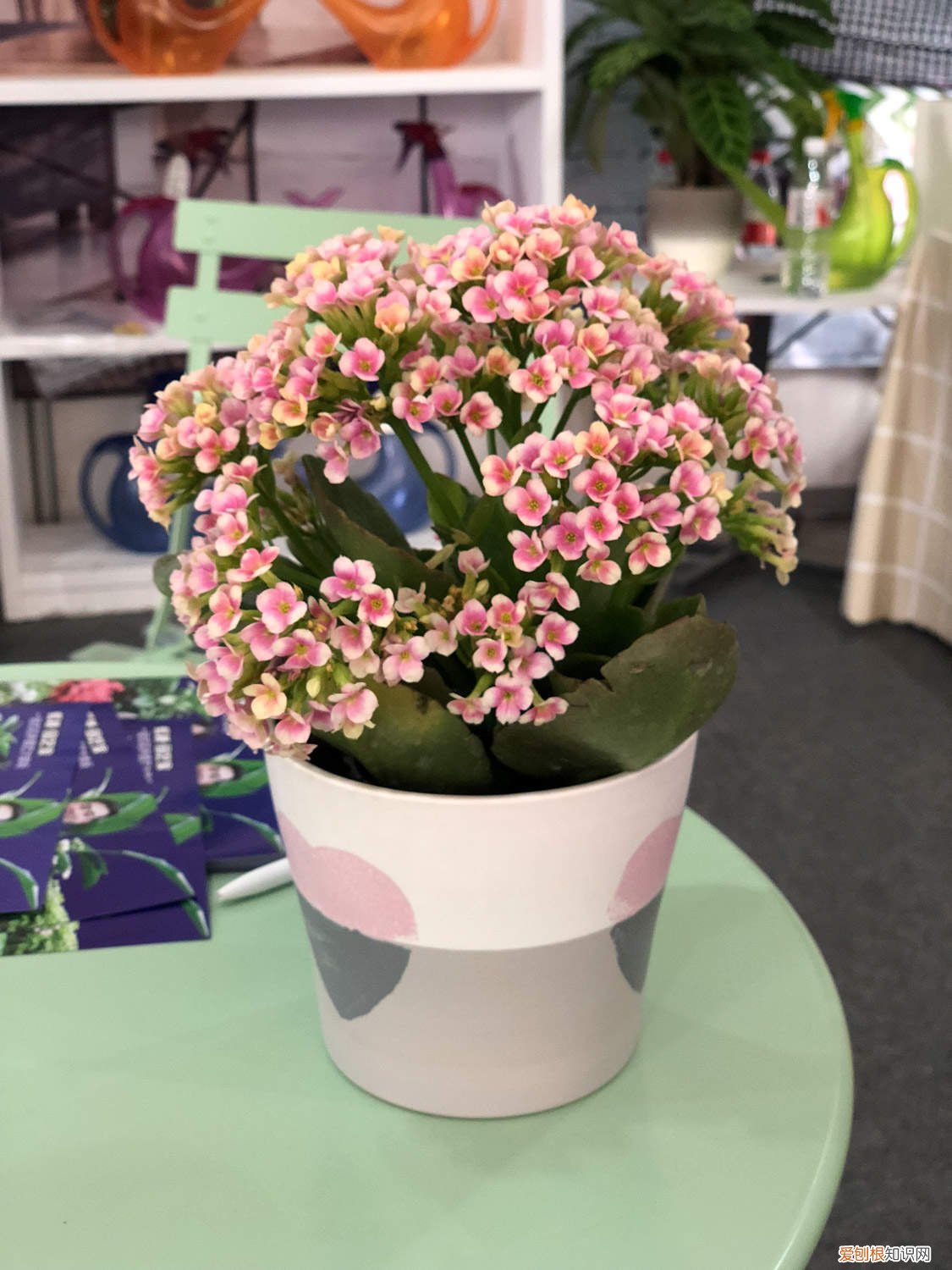 长寿花怎样养成老桩养殖方法 “长寿花”这样养，盆栽也能长成老桩，多少钱都不卖！