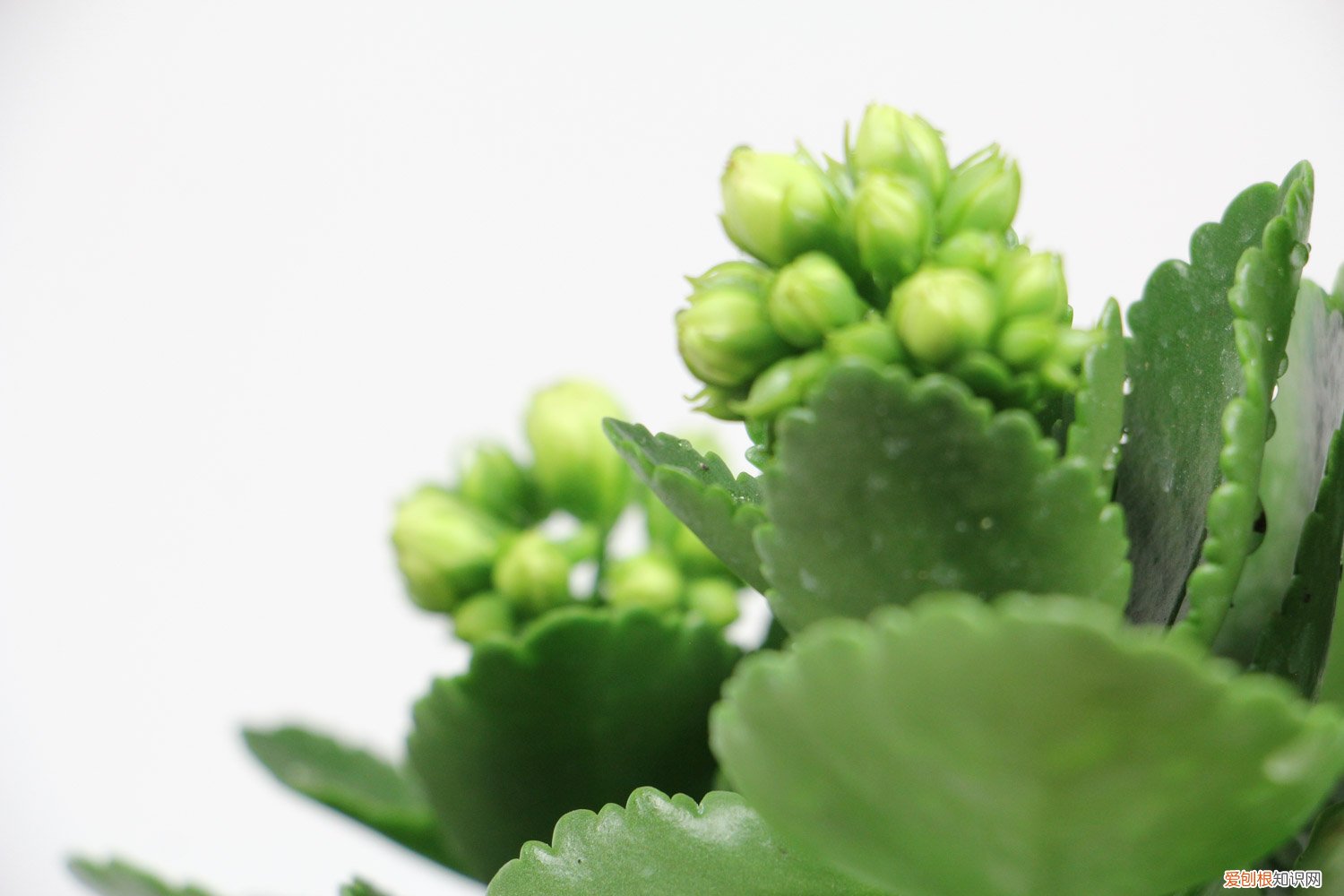 长寿花怎样养成老桩养殖方法 “长寿花”这样养，盆栽也能长成老桩，多少钱都不卖！