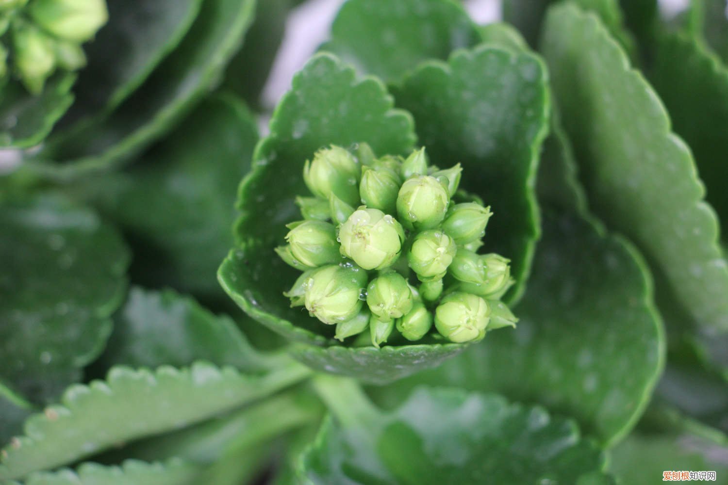 长寿花怎样养成老桩养殖方法 “长寿花”这样养，盆栽也能长成老桩，多少钱都不卖！