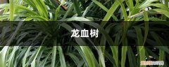 龙血树的养护方法,最适合新手,一学就会! 冬天养护“龙血树”，做好这“4个”小动作，绿叶如