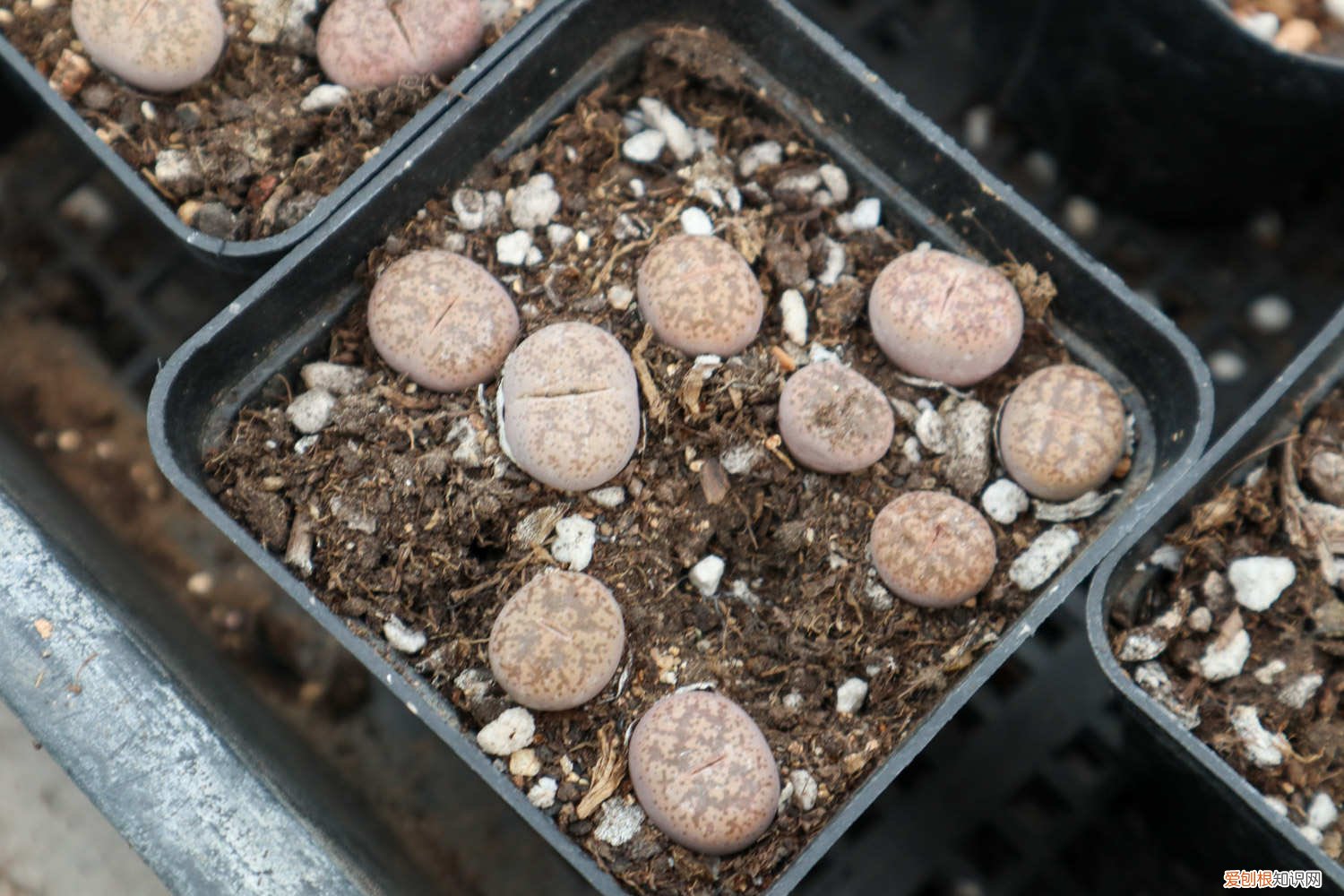 生石花怎么修根 生石花如何水培生根